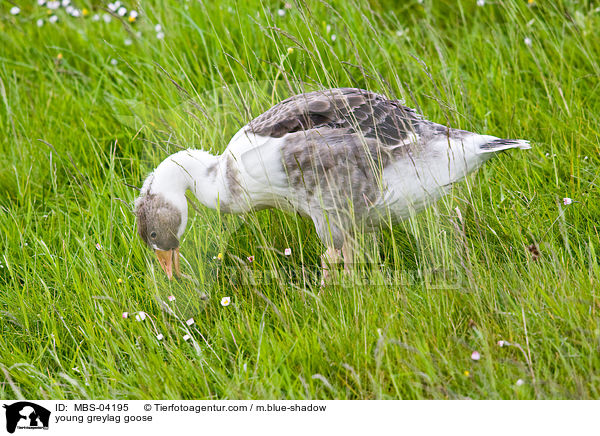 young greylag goose / MBS-04195
