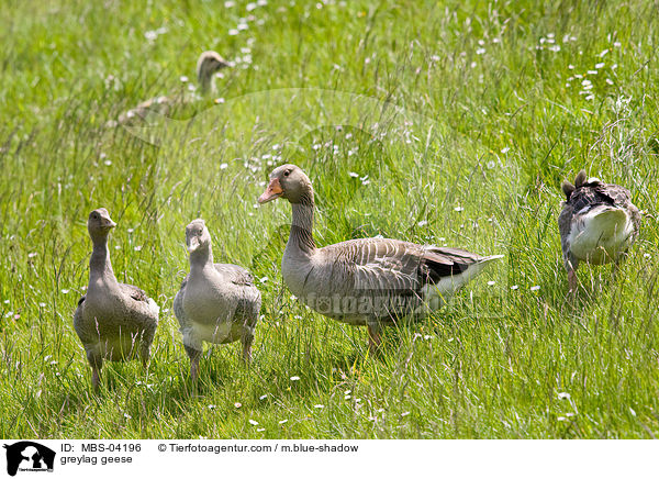 greylag geese / MBS-04196