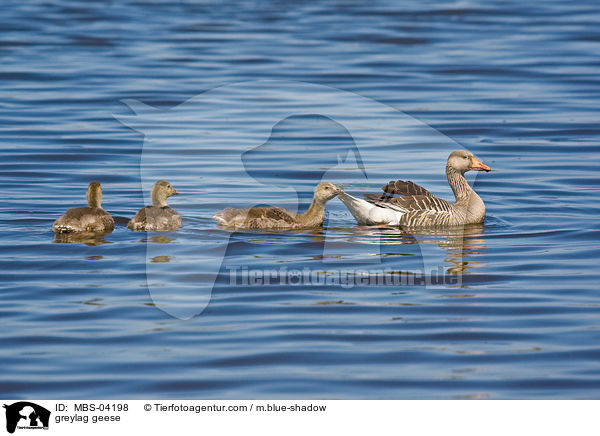 Graugnse / greylag geese / MBS-04198