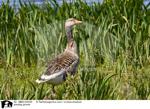 Graugans / greylag goose / MBS-04200