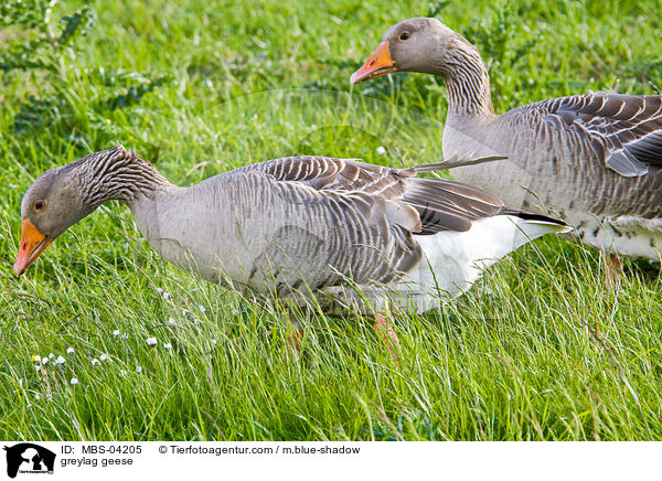 greylag geese / MBS-04205