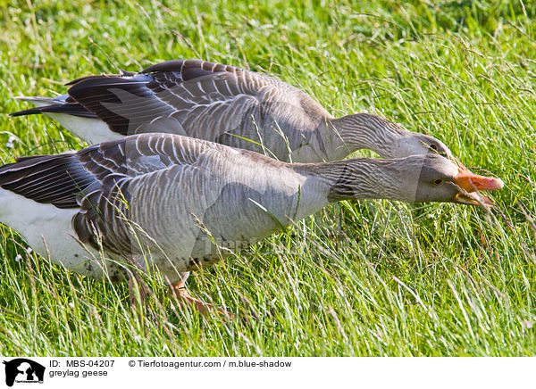 Graugnse / greylag geese / MBS-04207