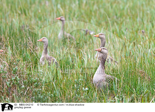 greylag geese / MBS-04210