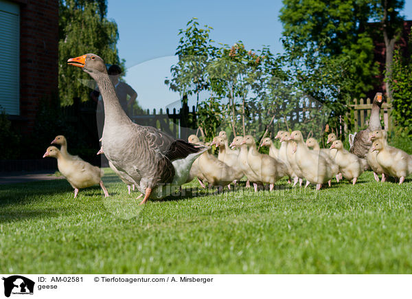 geese / AM-02581