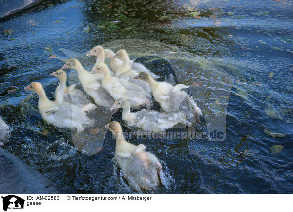 geese / AM-02583