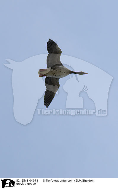 greylag goose / DMS-04971
