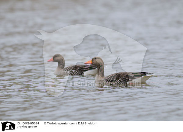 greylag geese / DMS-05084