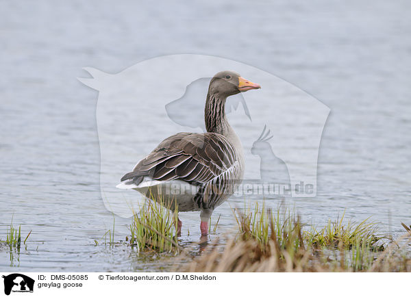 greylag goose / DMS-05085