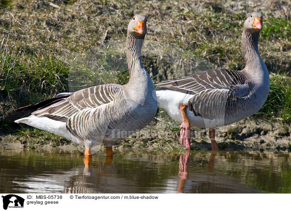 Graugnse / greylag geese / MBS-05738
