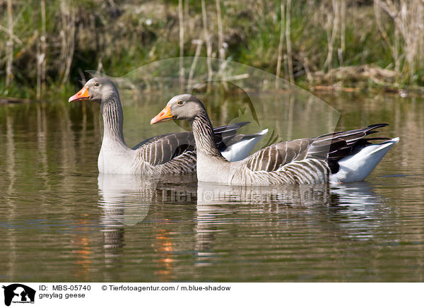 greylag geese / MBS-05740