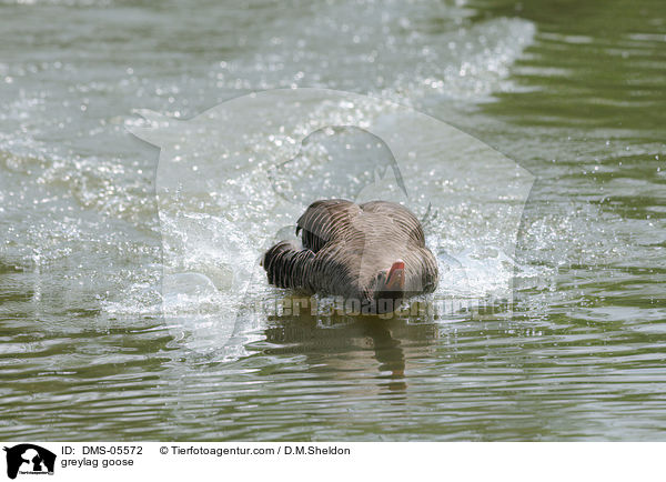 Graugans / greylag goose / DMS-05572