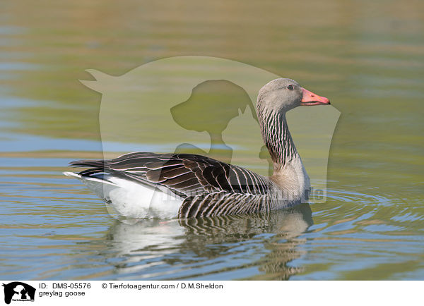 Graugans / greylag goose / DMS-05576