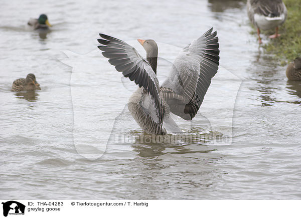 Graugans / greylag goose / THA-04283