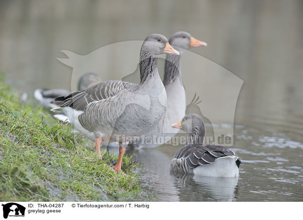 Graugnse / greylag geese / THA-04287
