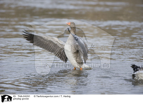 Graugans / greylag goose / THA-04291