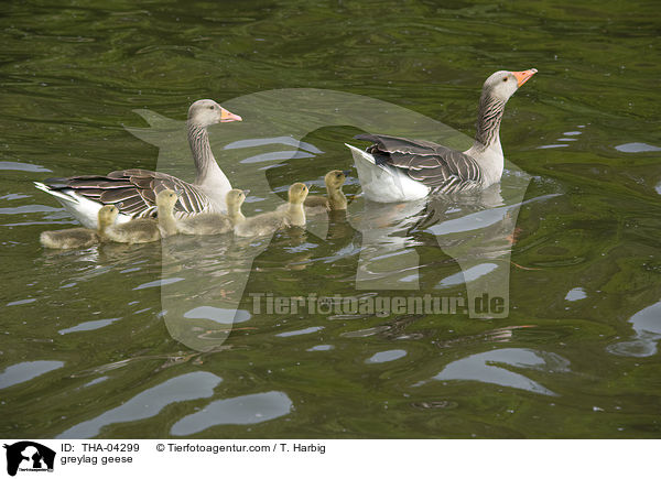 Graugnse / greylag geese / THA-04299