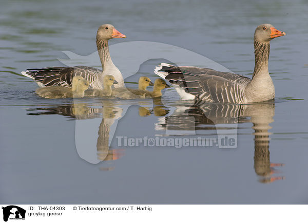 Graugnse / greylag geese / THA-04303