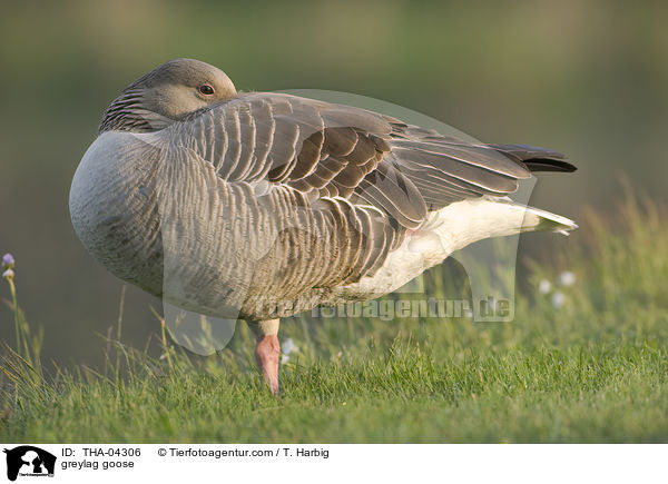 greylag goose / THA-04306