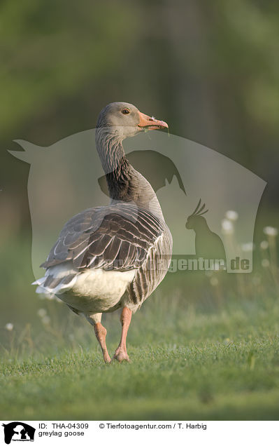 Graugans / greylag goose / THA-04309