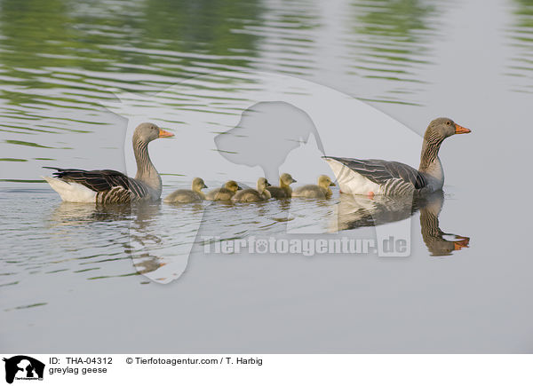 Graugnse / greylag geese / THA-04312