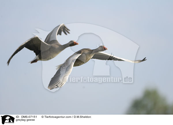 Graugnse / greylag geese / DMS-07151
