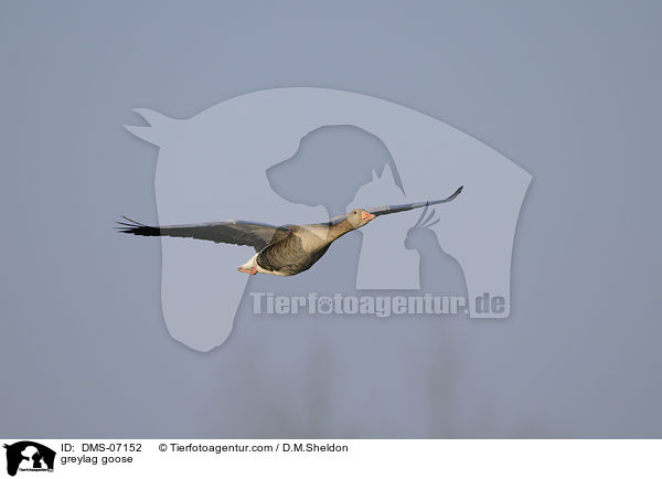 greylag goose / DMS-07152