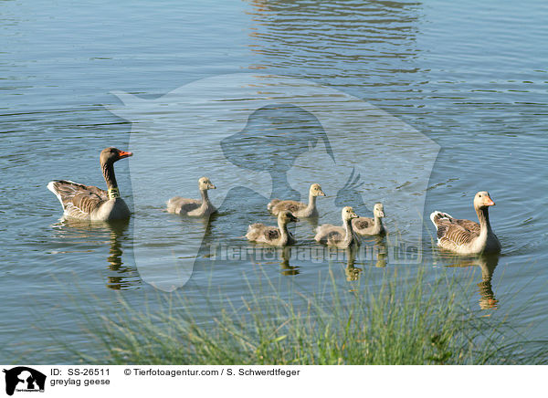 greylag geese / SS-26511