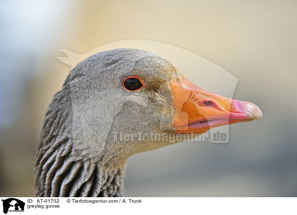 greylag goose / AT-01702