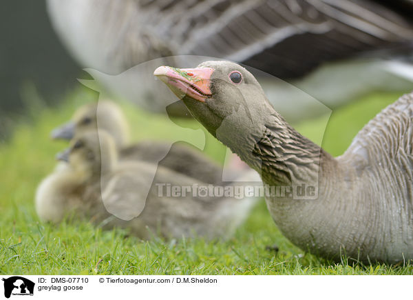 greylag goose / DMS-07710
