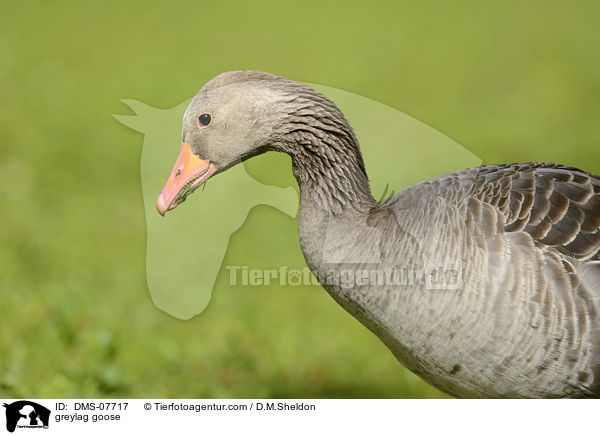 greylag goose / DMS-07717