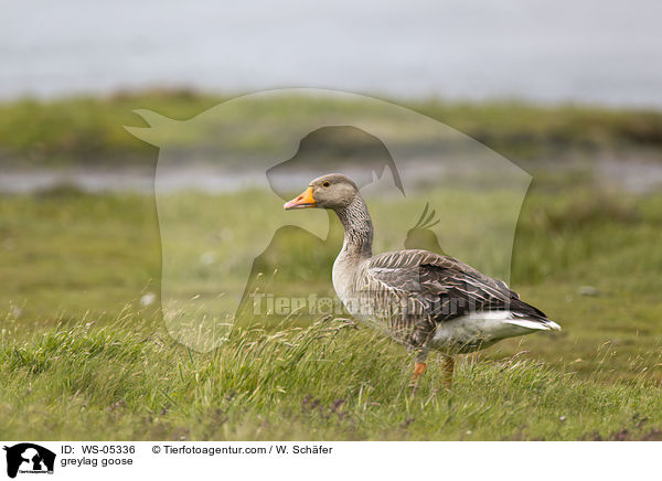 Graugans / greylag goose / WS-05336