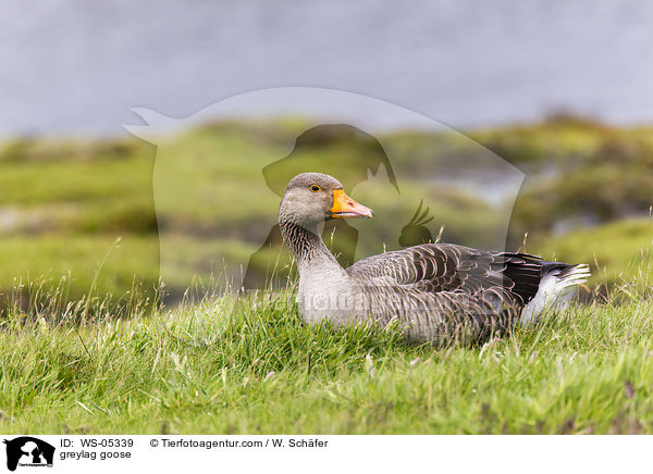 greylag goose / WS-05339