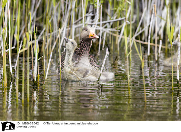 greylag geese / MBS-09542