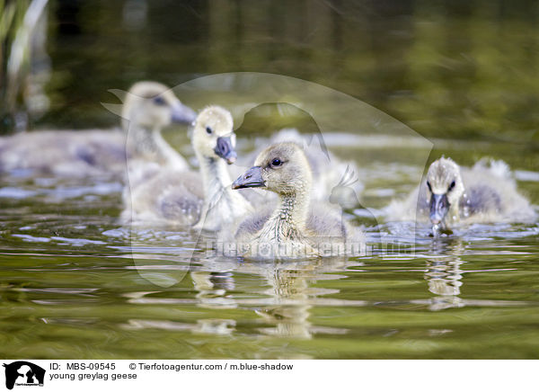 young greylag geese / MBS-09545