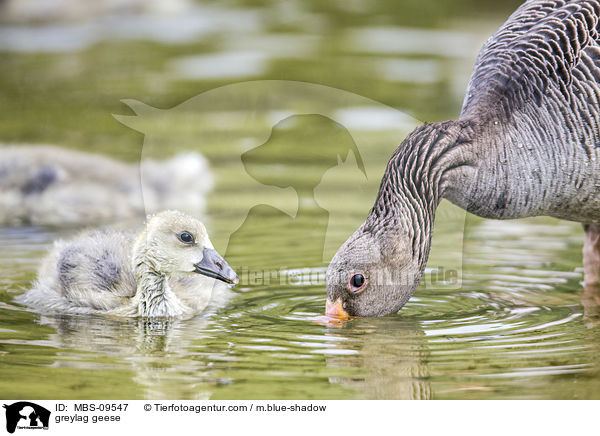 greylag geese / MBS-09547