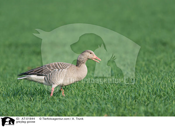 Graugans / greylag goose / AT-01844