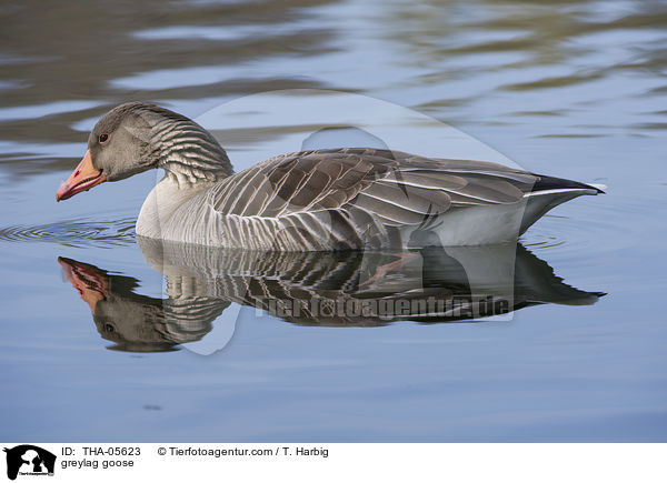 Graugans / greylag goose / THA-05623