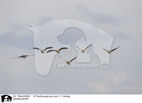 Graugnse / greylag geese / THA-05625