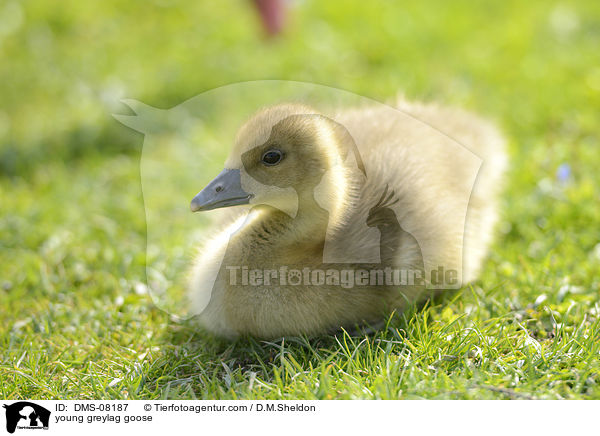 young greylag goose / DMS-08187