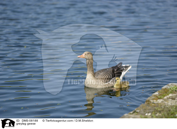 Graugnse / greylag geese / DMS-08188