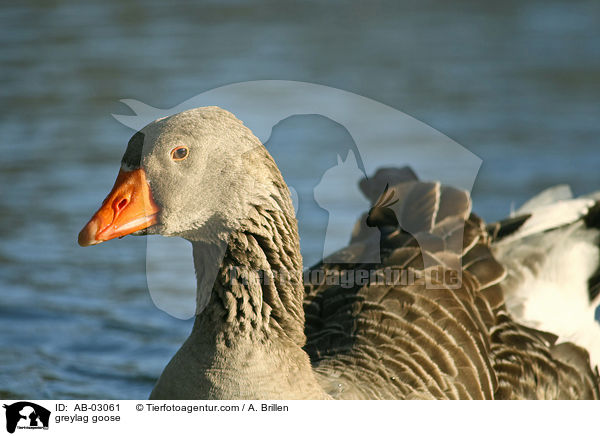 Graugans / greylag goose / AB-03061