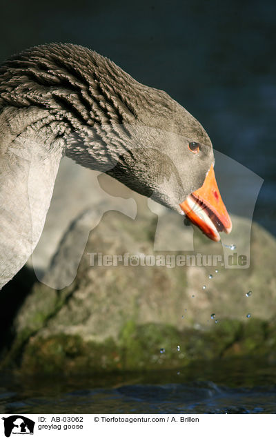 Graugans / greylag goose / AB-03062