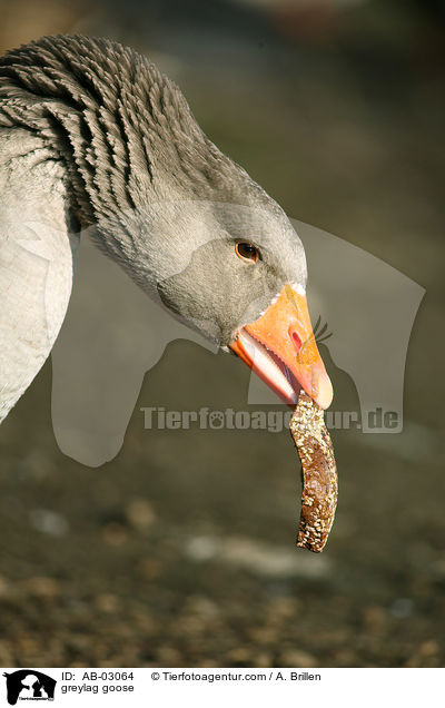 greylag goose / AB-03064