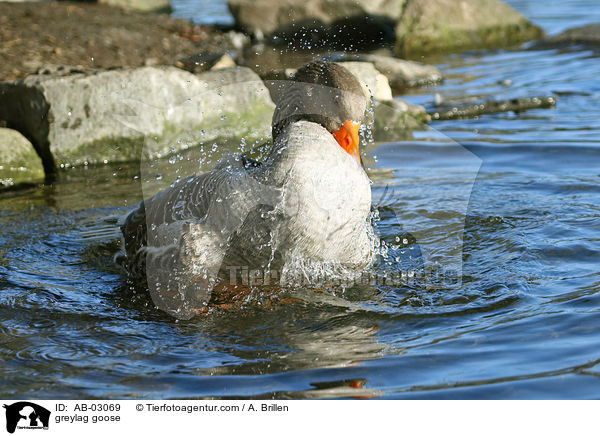 Graugans / greylag goose / AB-03069