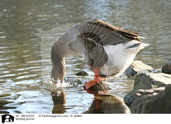 greylag goose / AB-03072