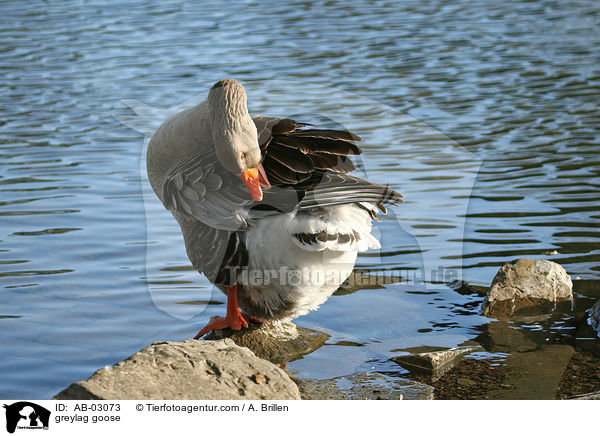 greylag goose / AB-03073