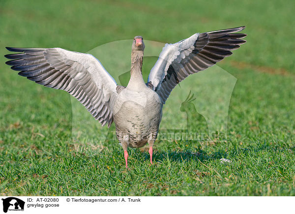greylag goose / AT-02080