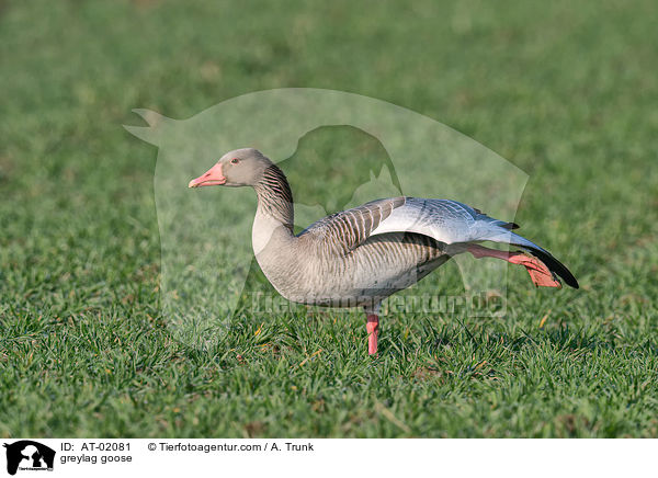 greylag goose / AT-02081