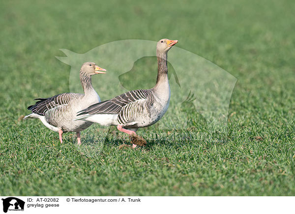 greylag geese / AT-02082