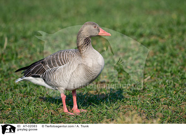 greylag goose / AT-02083